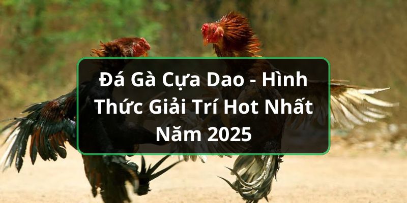 đá gà cựa dao